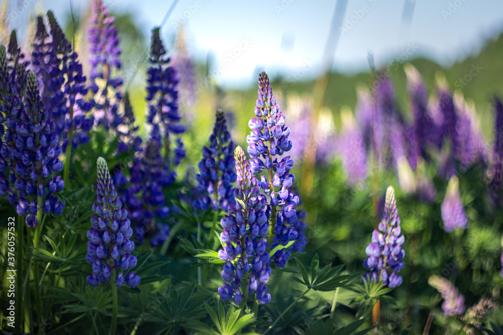 Fototapeta premium Lupinus field with pink purple and blue flowers. A field of lupines. Violet and pink lupin in meadow. Purple and pink lupin bunch