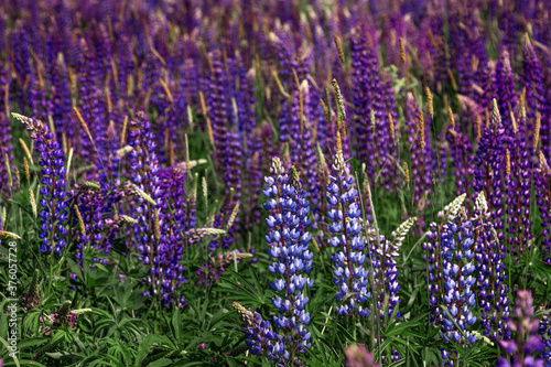 Lupine, blooming, lupine field with pink purple and blue flowers. Lupine landscape summer floral background photo