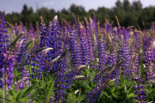 Fototapeta Naklejka Na Ścianę i Meble -  Lupine, blooming, lupine field with pink purple and blue flowers. Lupine landscape summer floral background