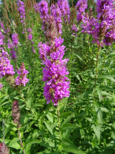 Blutweiderich im Sp  tsommer