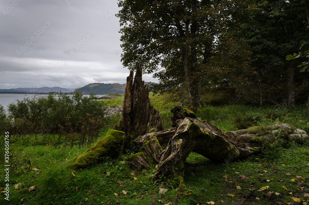 Dead trees in a forest in Argyll, Scotland, United Kingdom