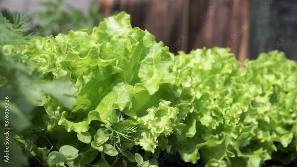 Lettuce leaves on garden beds in the vegetable field. Gardening green Salad plants in the open ground. Lettuce leaves on garden beds in the vegetable field. Gardening green Salad plants in the open ground.