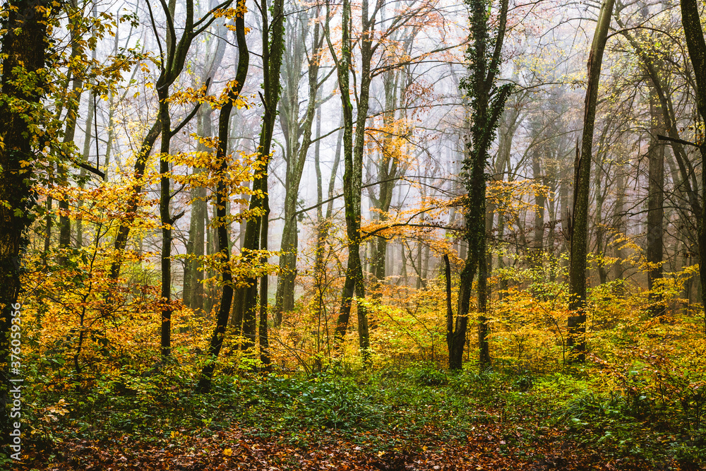 beautiful foggy forest in autumn beautiful foggy forest in autumn
