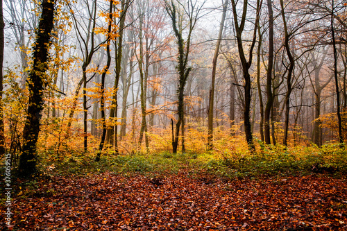 beautiful foggy forest in autumn © Melinda Nagy