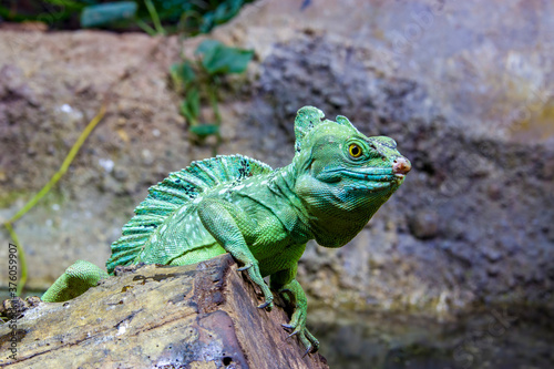 The closeup image of double crested basilisk. 
 It is one of the largest basilisk species.
Males have three crests: one on the head, one on the back, one on the tail, females only have the head crest