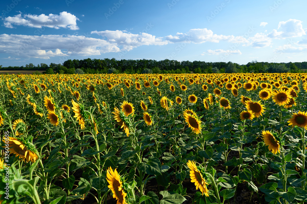 Fototapeta premium sunflower - bright field with yellow flowers, beautiful summer landscape in sunset