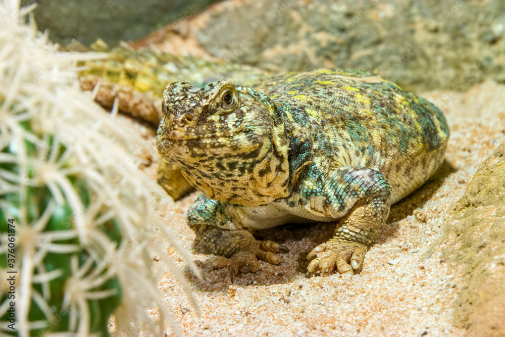 ornate mastigure (Uromastyx ornata) is a species of lizard in the family Agamidae. These medium-sized lizards are among the most colorful members of the genus.
