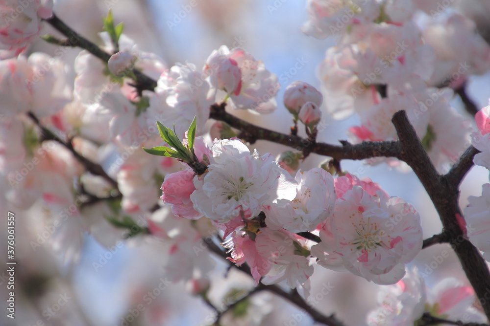愛媛県久万高原町中津　桃の花