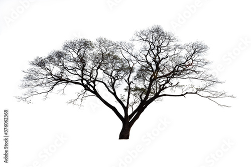 Dead tree isolated on white background with clipping path