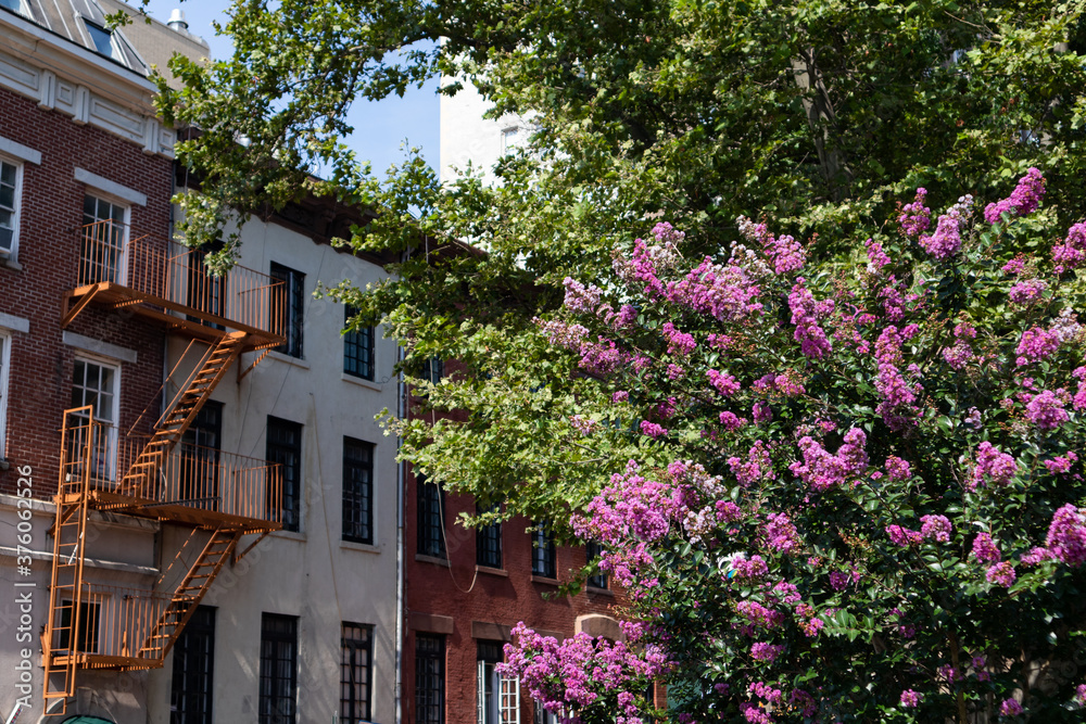 Beautiful Pink Flowering Tree in front of Colorful Old Brick Residential Buildings in Greenwich Village of New York City during Summer