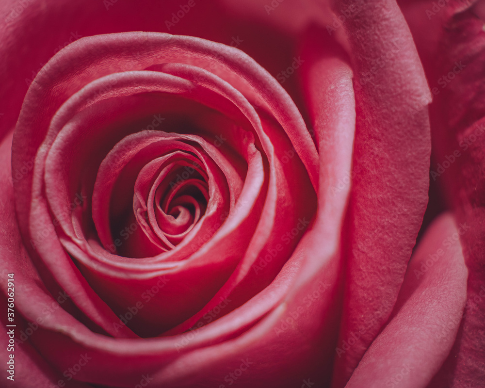 A close up of a pink rose A close up of a pink rose