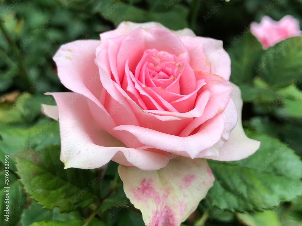 pink rose in garden