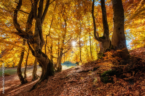 Sun rays through autumn trees. Natural autumn landscape in the forest. Autumn...
