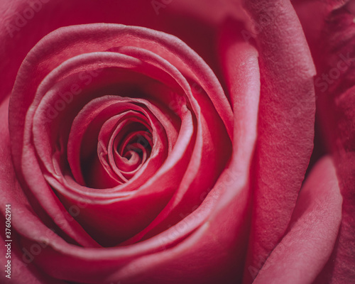 A close up of a pink rose