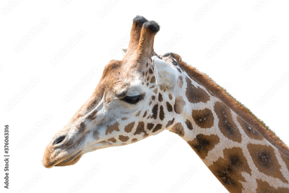 Naklejka premium Closeup view of giraffe face . Portrait. Isolaten on white background.