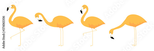 Group cute orange flamingo in different poses cartoon vector illustration isolated on white