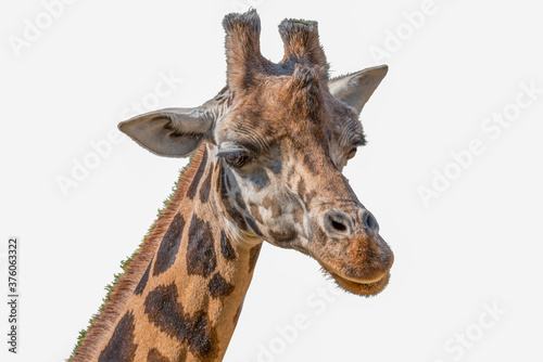 Closeup view of giraffe face . Portrait. Isolaten on white background.