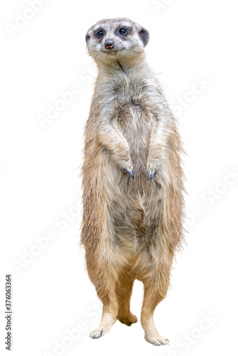 Tableau sur toile Suricata suricatta, African native animal, small Portrait of Meerkat carnivore