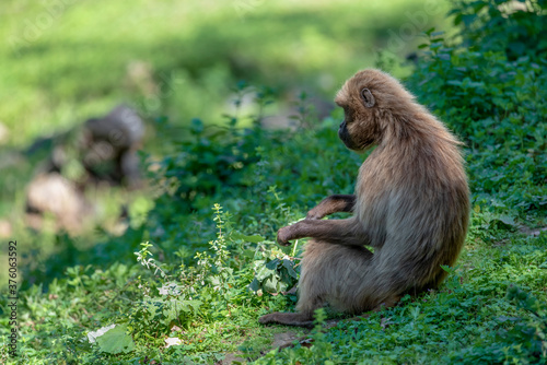 Portrait of monkey Gelada Baboons (Theropithecus gelada). 