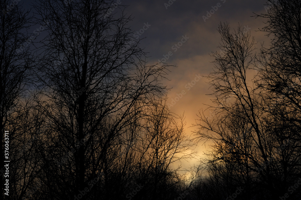 Silhouette of trees on a background of clouds. Evening sunset.