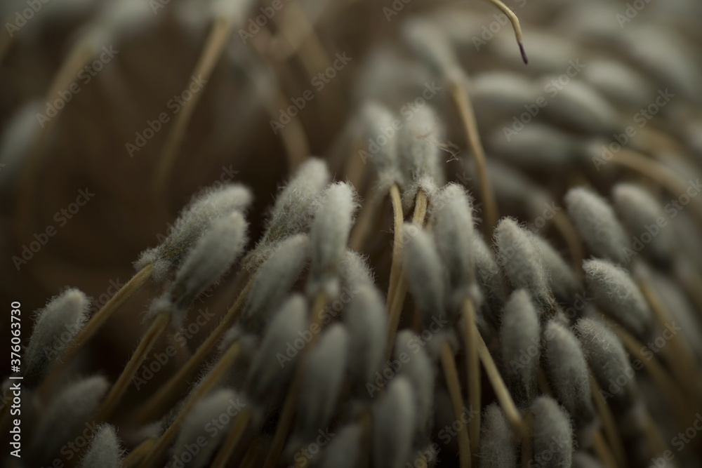 花, 緑, 植える, 木, 自然, 庭, 葉, 咲く, 白, 花, 葉, つぼみ, 植物, ガーデニング, 黄色, マクロ, ピンク 花, 緑, 植える, 木, 自然, 庭, 葉, 咲く, 白, 花, 葉, つぼみ, 植物, ガーデニング, 黄色, マクロ, ピンク