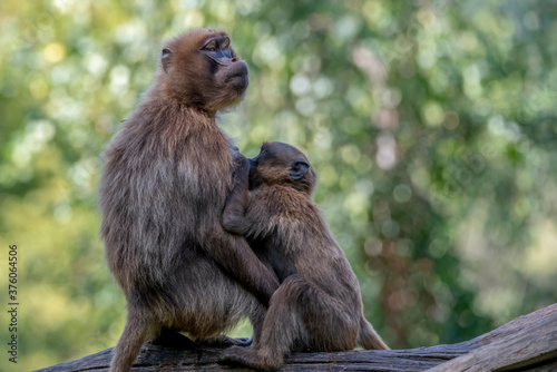 Portrait of monkey Gelada Baboons (Theropithecus gelada). Mum and baby. © mirecca