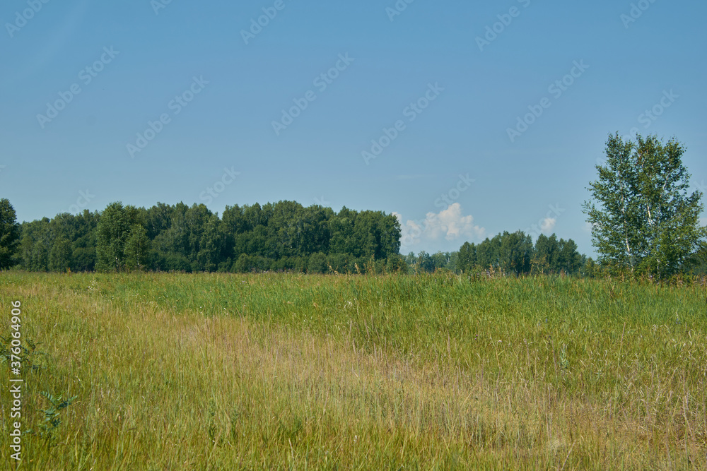 trees and grass in the field