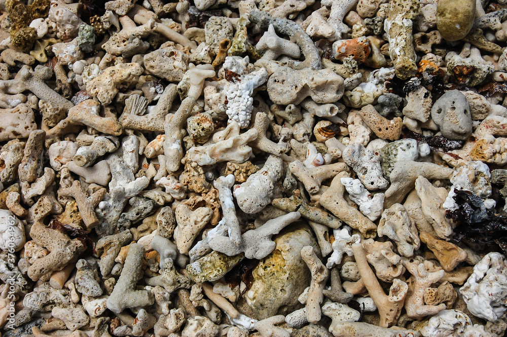 Broken coral above the tideline on a tropical beach. Broken coral above the tideline on a tropical beach.