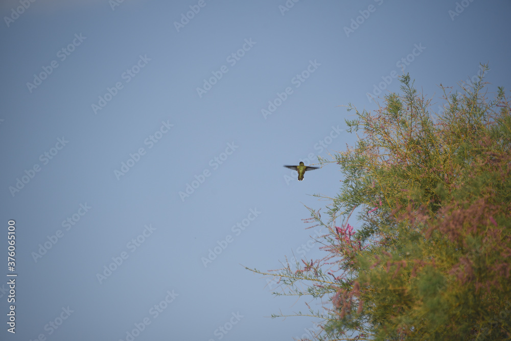 BIRDS- New Mexico- The Back of a Flying Broad-tailed Hummingbird BIRDS- New Mexico- The Back of a Flying Broad-tailed Hummingbird