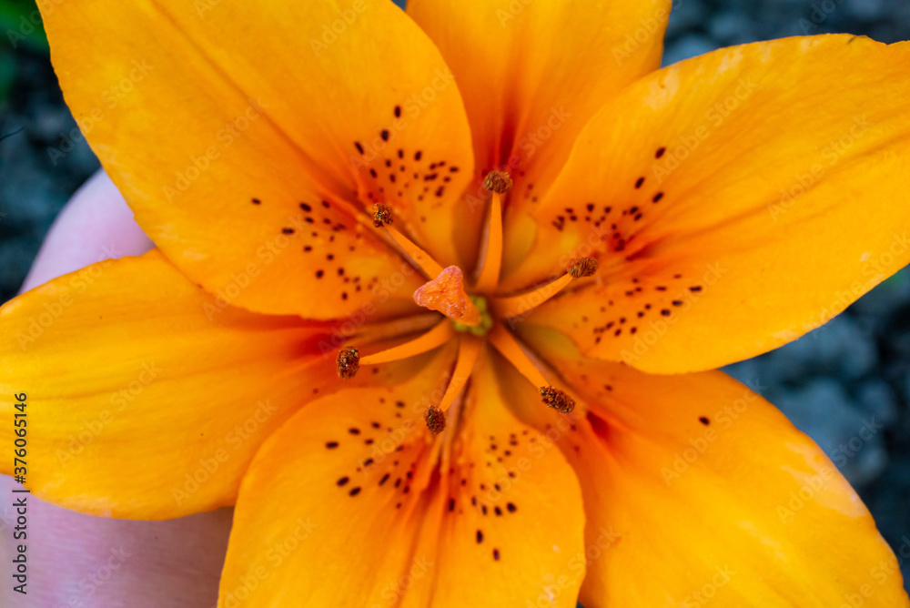 Macro Yellow orange lily isolated on white Macro Yellow orange lily isolated on white