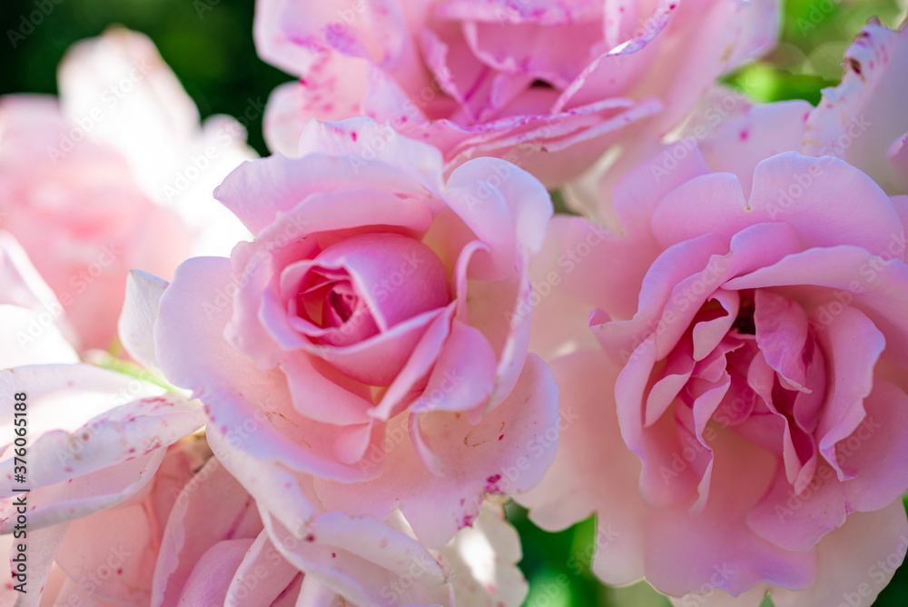 delicate pink fresh garden rose close up on a blurred background with highlights and bokeh in the sun