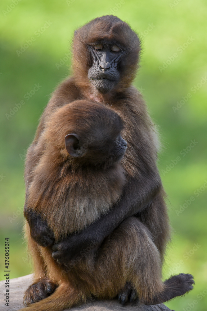 Monkey Gelada baboon (Theropithecus gelada) with its young. Monkey Gelada baboon (Theropithecus gelada) with its young.