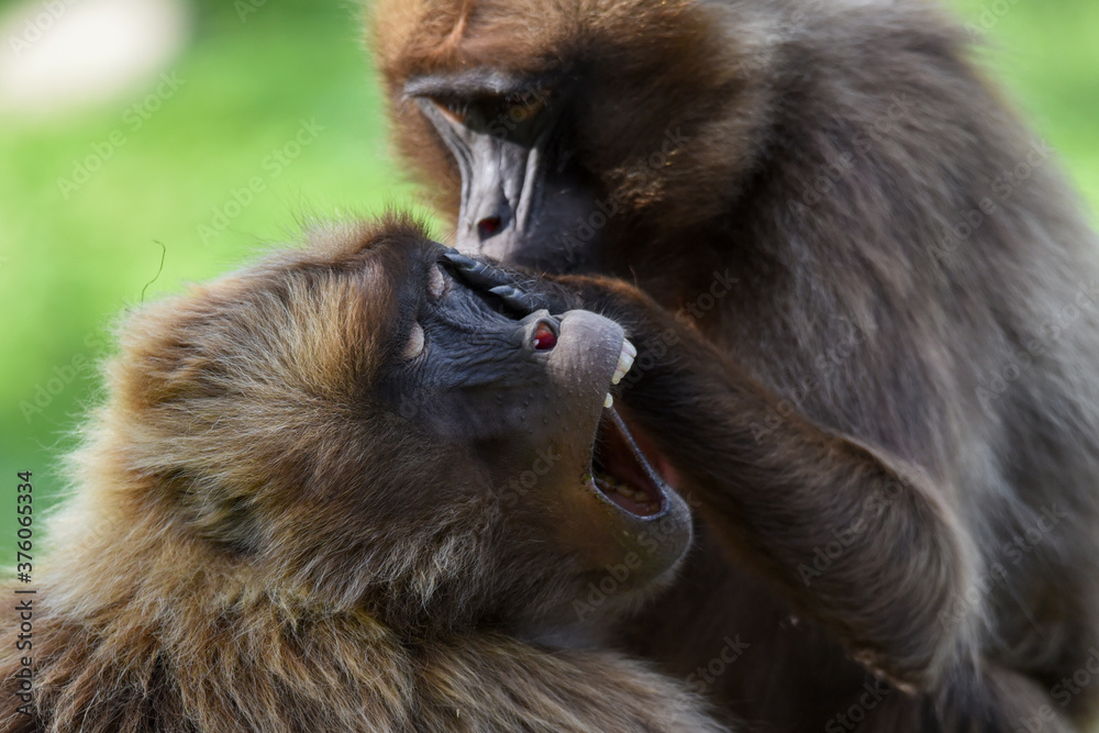 Gelada monkeys (Theropithecus gelada) during their hygiene. Gelada monkeys (Theropithecus gelada) during their hygiene.