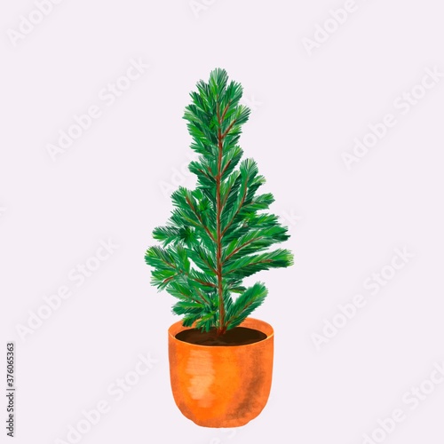 Evergreen young fir tree in the pot. Buy little growing Christmas tree , decorate and play, then plant it. Think about ecology. Undecorated little pine in flowerpot isolated on white for your design.