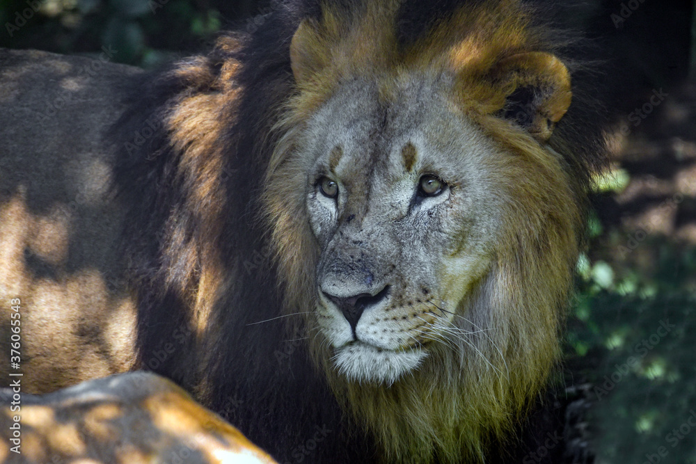 Portrait of a big male African lion ( Panthera leo ) Portrait of a big male African lion ( Panthera leo )