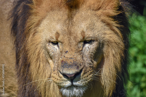 Portrait of a big male African lion ( Panthera leo )