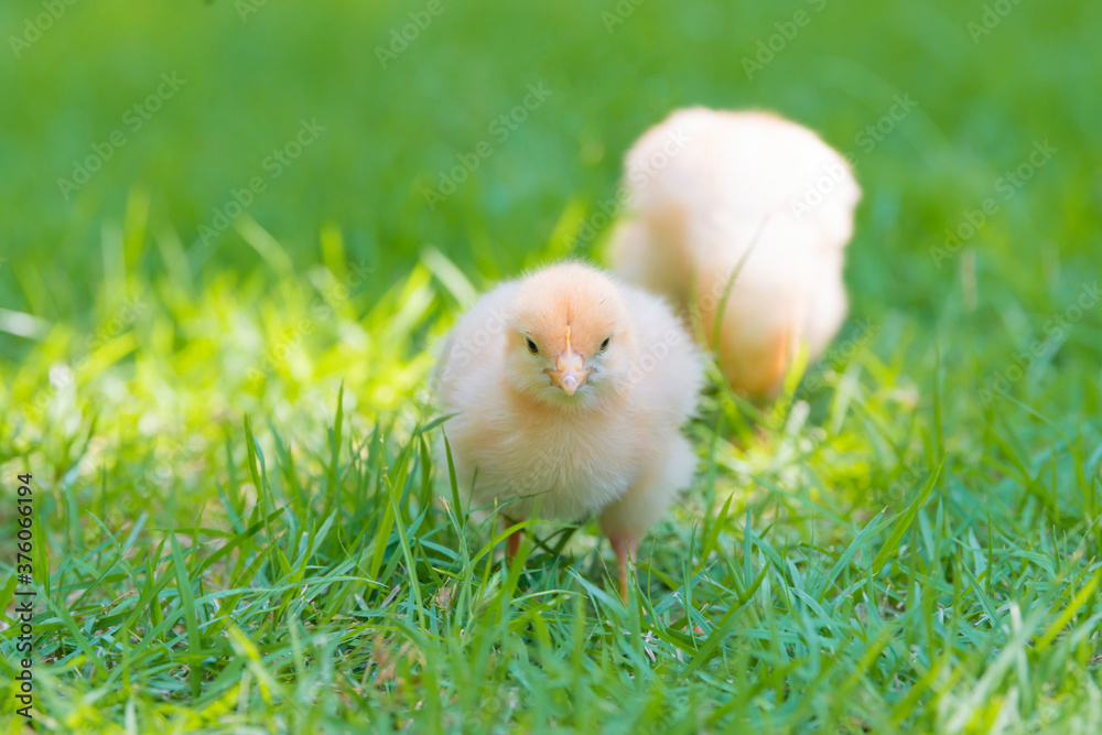 Two Little cute baby chicks playing together on green grass in garden, Yellow newborn baby chicks