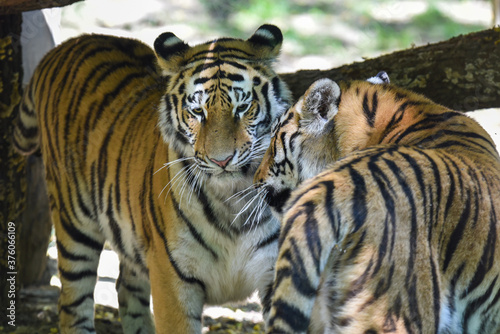 Close up of a tiger s face - Tiger Panthera tigris altaica 