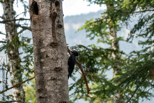 black woodpecker female feeding her chicks