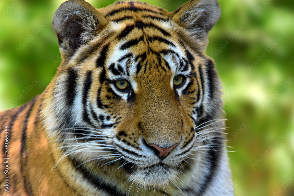Close up of a tiger s face - Tiger Panthera tigris altaica Close up of a tiger s face - Tiger Panthera tigris altaica