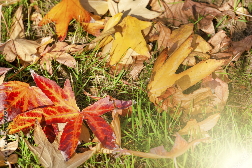 Autumn colors. Leaves on the grass Autumn colors. Leaves on the grass