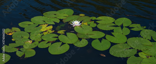 Waterlily or lotus flower blooms in a pond or river. Close-up of a nymphea Marliacea Albida in a garden pond on the water surface. Nymphaea odorata Alba.