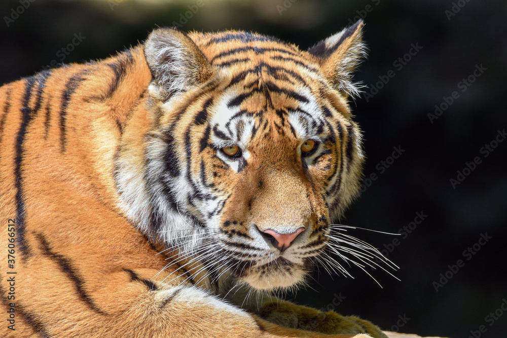 Close up of a tiger s face - Tiger Panthera tigris altaica 