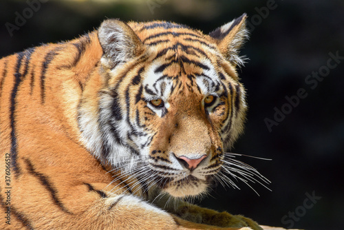 Close up of a tiger s face - Tiger Panthera tigris altaica 