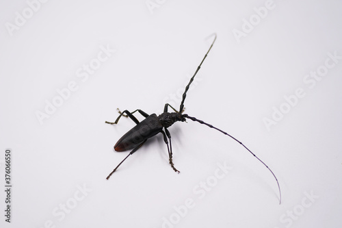 cerambyx cerdo beetle, isolated on white background photo