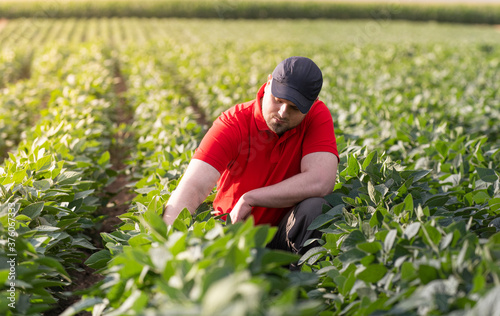 Young farmer in soybean fields