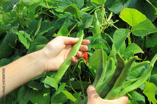 hand picking runner beans growing in a vegetable garden.