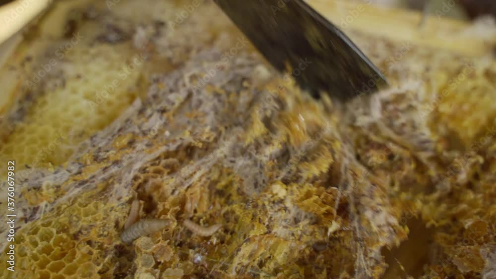 bee hive affected by moth, hive damaged by worms, affected bee hive