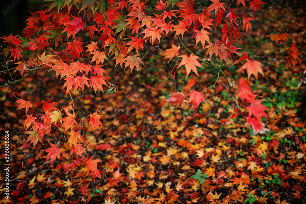 Japanese maple trees (acers) of red and yellows colours during their autumn display, Surrey, UK