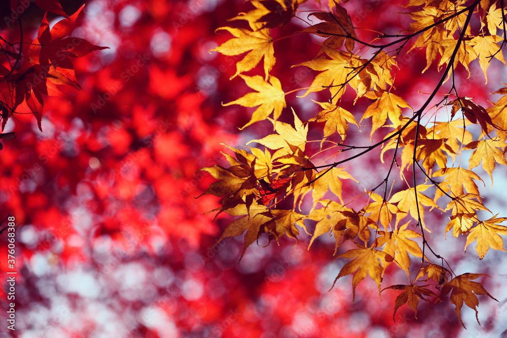 Japanese maple trees (acers) of red and yellows colours during their autumn display, Surrey, UK
